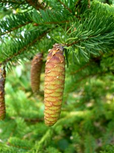 I am the originator of this photo. I hold the copyright. I release it to the public domain. This photo depicts a Picea glauca cone.