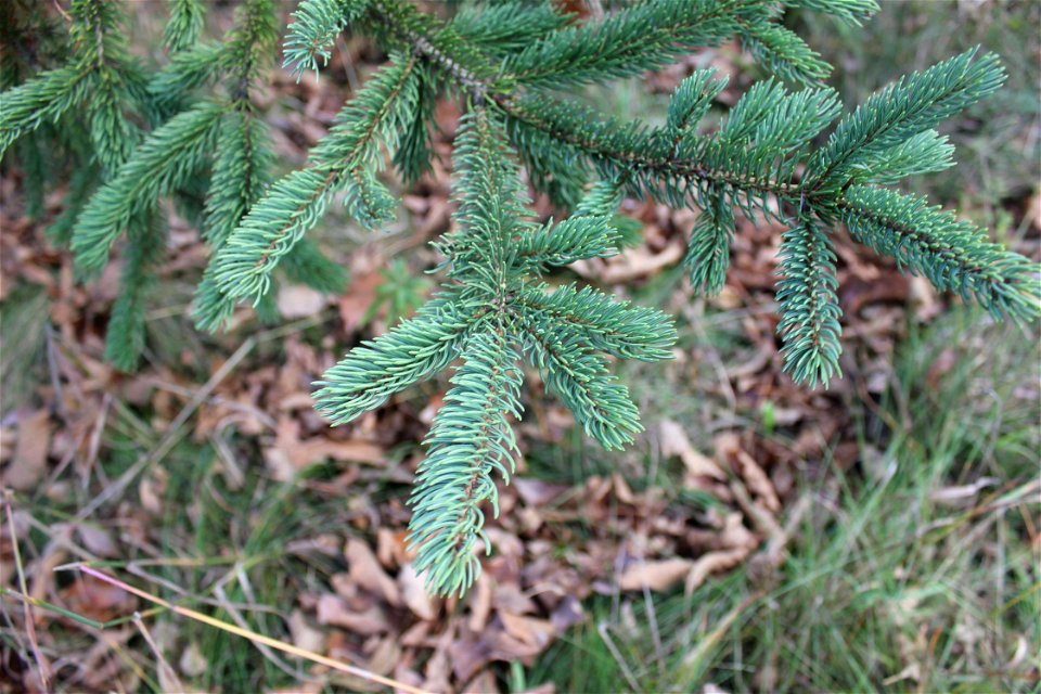  ; Flowers, trees, and other plant stuff
Pine Needles on a pine tree