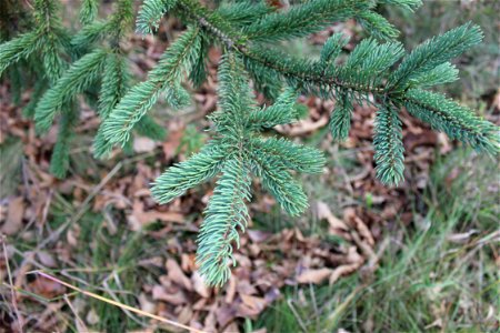  ; Flowers, trees, and other plant stuff
Pine Needles on a pine tree