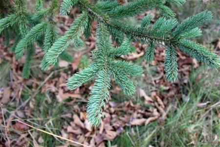 ; Flowers, trees, and other plant stuff Pine Needles on a pine tree photo