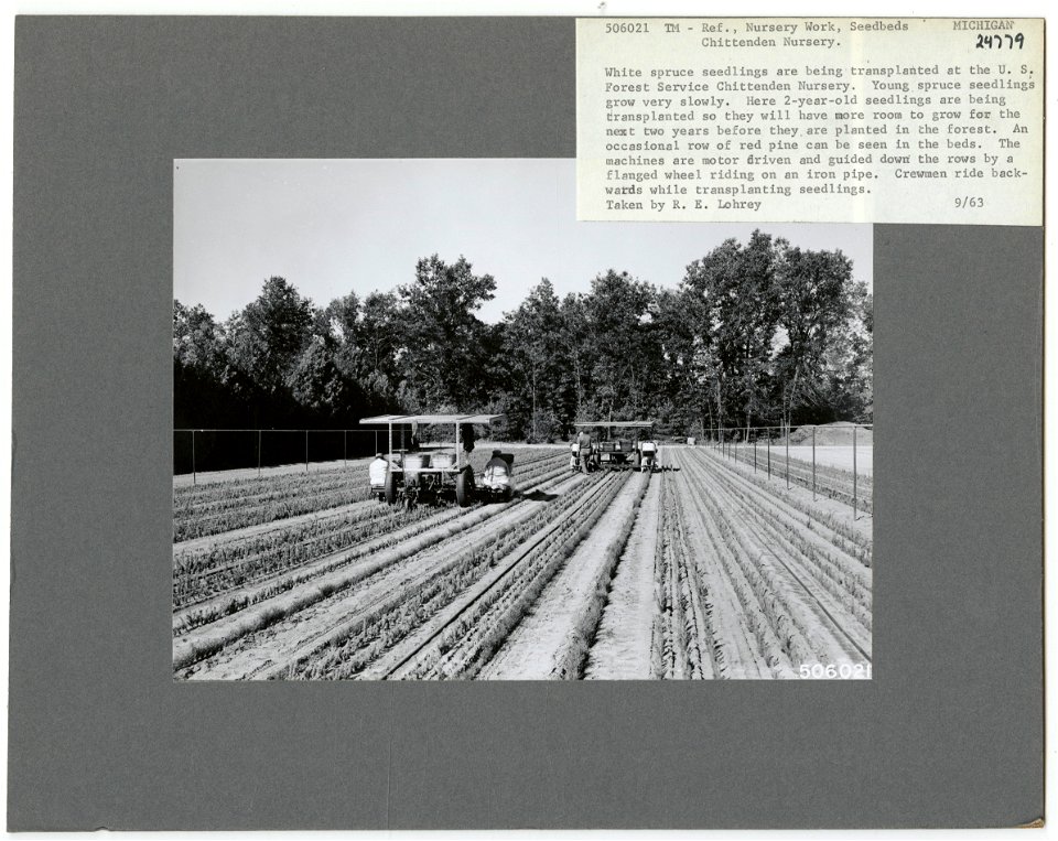 Nurseries: Transplants - Michigan