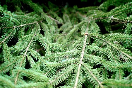 White Spruce Picea glauca foliage. Photo by Kyle Ellefson 2016 photo