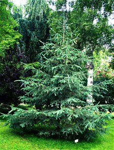 Picea glauca, Picea glauca from Botanical Garden of Charles University in Prague, Czech Republic photo
