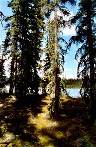 Tall White Spruce Picea glauca shade the mossy forest floor photo