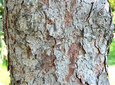White Spruce Picea glauca bark detail photo