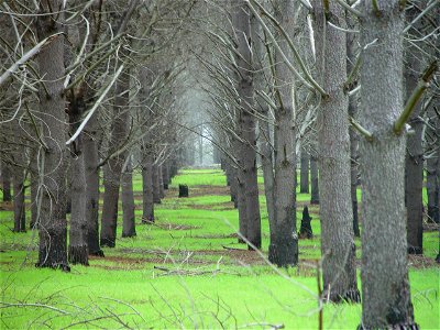 Pinus radiata plantation, Wanneroo, Perth, Western Australia