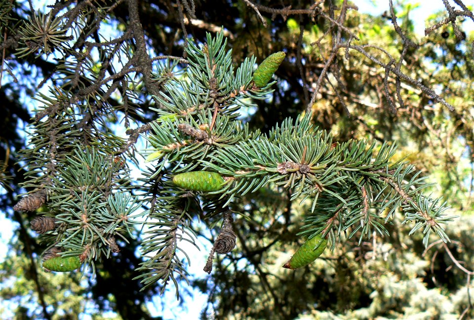 White Spruce Picea glauca needles and young cones
