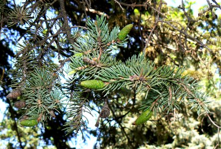 White Spruce Picea glauca needles and young cones photo