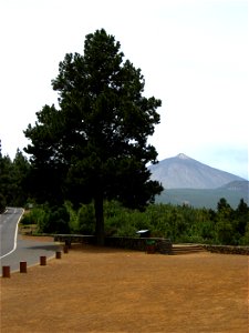 Pinus radiata cultivado en Tenerife.