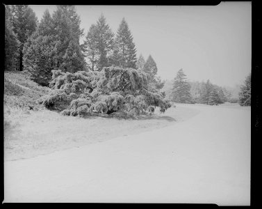 Arnold Arboretum. Tsuga Canadensis Pendula, Sargent Weeping Hemlock