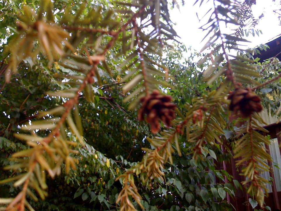 This is a Tsuga canadensis in zone 6 that may be suffering from early drought.