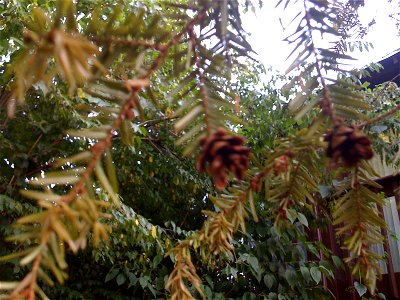 This is a Tsuga canadensis in zone 6 that may be suffering from early drought.
