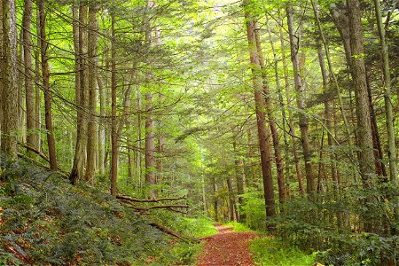 Hemlock–northern hardwood forest on the north slope of Hemlock Mountain, Lycoming County, along the Black Forest Trail in Tiadaghton State Forest. I've licensed this photo as Creative Commons Zero (C photo