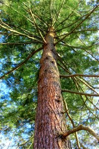 Large (possibly old-growth) hemlock, Lackawanna County, within State Game Land 312. I've licensed this photo as Creative Commons Zero (CC0) for release into the public domain. You're welcome to downl photo