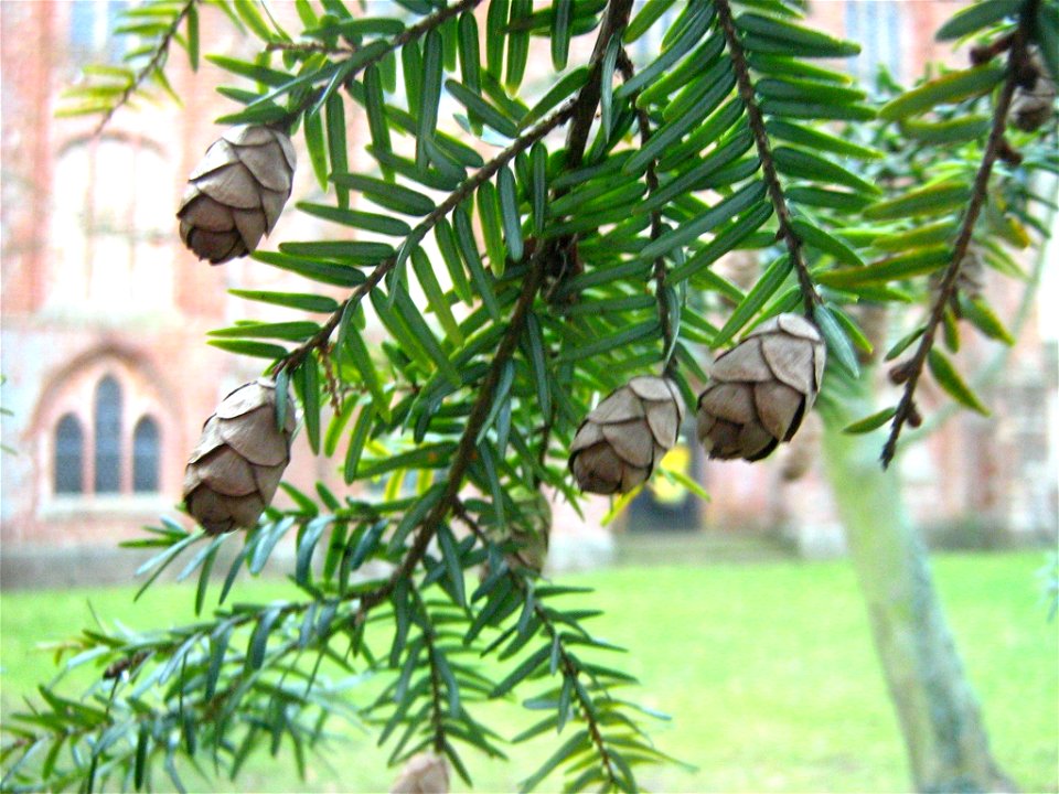 Tsuga canadensis

 Hemlockstanne (auf dem Kirchhof der Klosterkirche Wanzka im Landkreis Mecklenburg-Strelitz)