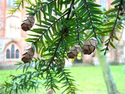 Tsuga canadensis

 Hemlockstanne (auf dem Kirchhof der Klosterkirche Wanzka im Landkreis Mecklenburg-Strelitz)