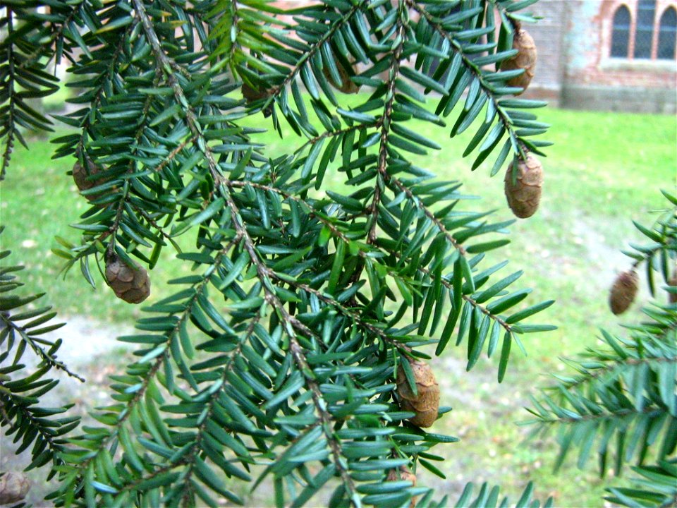 Tsuga canadensis

 Hemlockstanne (auf dem Kirchhof der Klosterkirche Wanzka im Landkreis Mecklenburg-Strelitz)
