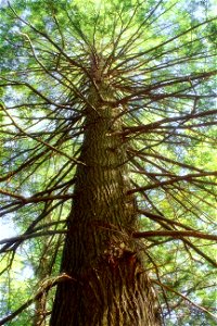 Giant (possibly old-growth) hemlock near Nescopeck Creek, Luzerne County, within Nescopeck State Park. I've licensed this photo as Creative Commons Zero (CC0) for release into the public domain. You' photo