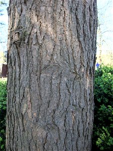 The bark of Tsuga canadensis.