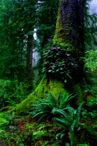 Western Sword Ferns Polystichum munitum grow at the base of an old growth Sitka Spruce Picea sitchensis tree photo