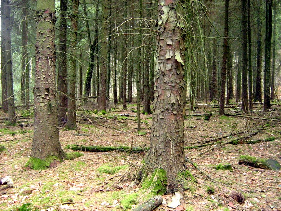 Billenhagener Forst