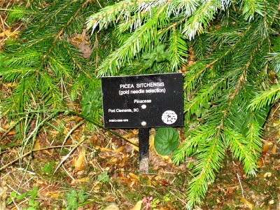 Golden Spruce UBC Botanical Garden Aug 25 2006 2
