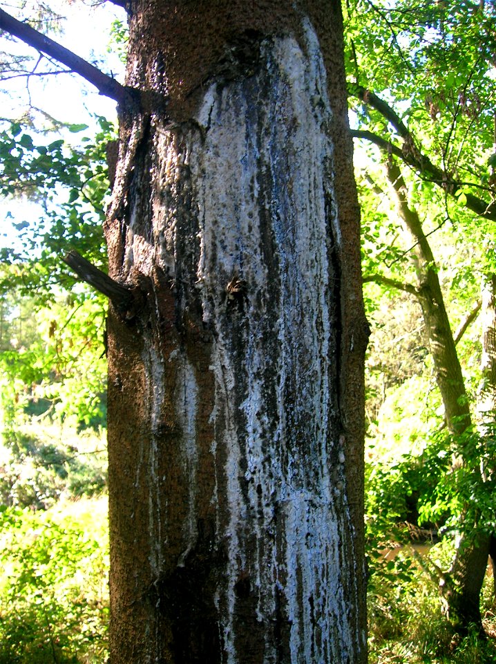 Sun scald on Sitka Spruce with extensive resin release
