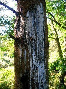 Sun scald on Sitka Spruce with extensive resin release
