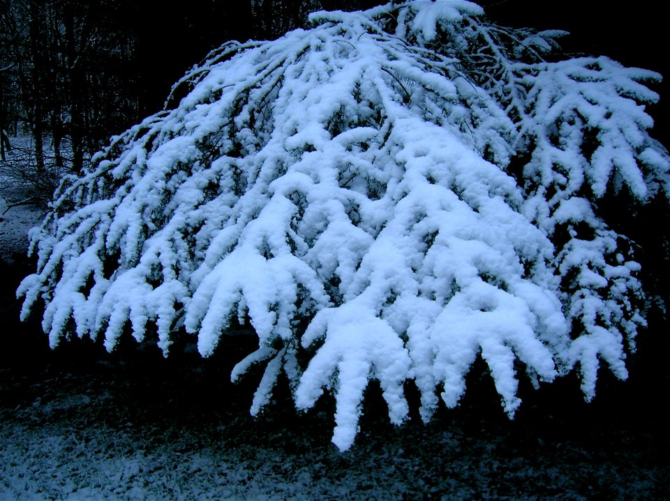 A Sitka Spruce branch in the now at Eglinton Country Park, Irvine, North Ayrshire, Scotland.