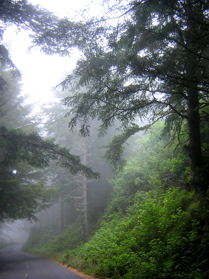 A stand of Sitka Spruce along Wildcat Road south of Ferndale, California.