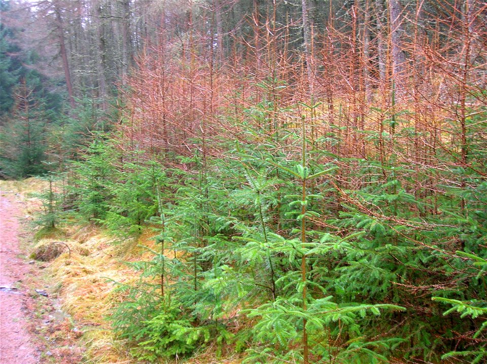 Self-seeded Sitka Spruce Picea sitchensis (green) and Japanese Larch Larix kaempferi (red-brown) at Kindrogan woods, Perth & Kinross, Scotland