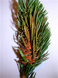 A Pineapple Gall on Sitka Spruce, Redhall, Edinburgh.
