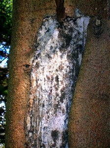 Sun scald on Sitka Spruce at Eglinton Country Park, North Ayrshire, Scotland