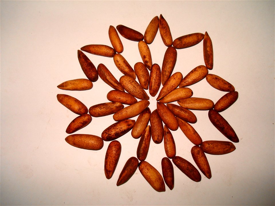 Chilgoza in urdu, used in arabian dishes like kabsa rice, kibbe