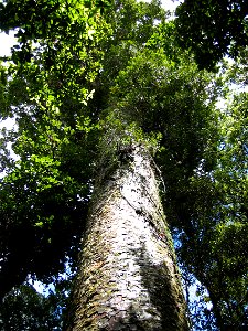 Kauri, Agathis australis, Waipoua Forest, New Zealand photo