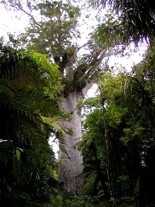 Kauri Giant, me small photo