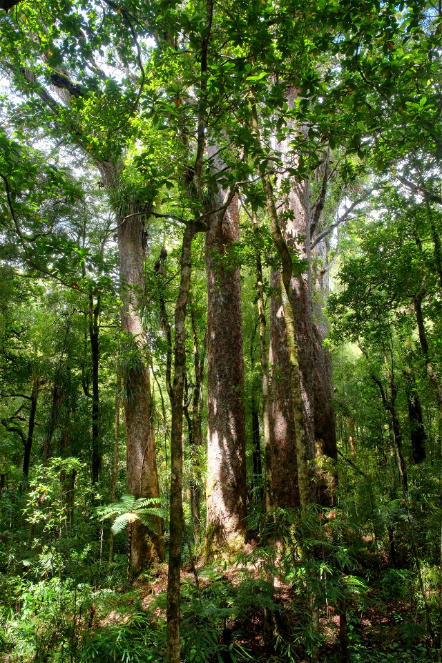 Cathedral Grove, a grouping of kauri trees in Waipoua Forest along the walking track to the Yakas kauri photo