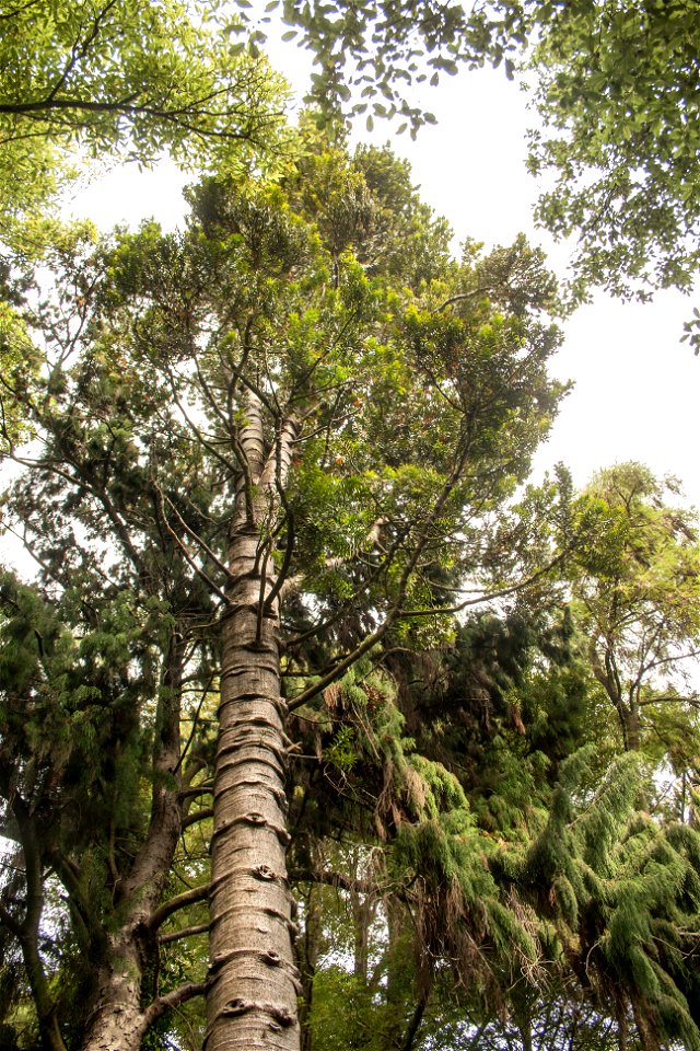 Christchurch Botanic Gardens, New Zealand section, kauri treelabel QS:Len,"Christchurch Botanic Gardens, New Zealand section, kauri tree" label QS:Lhu,"Új-zélandi endemikus kaurifenyő" photo