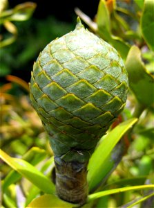 Female cone of New Zealand Kauri (Agathis australis), Auckland, New Zealand. This cone is one year or so old; a cone takes about 18 months to mature photo
