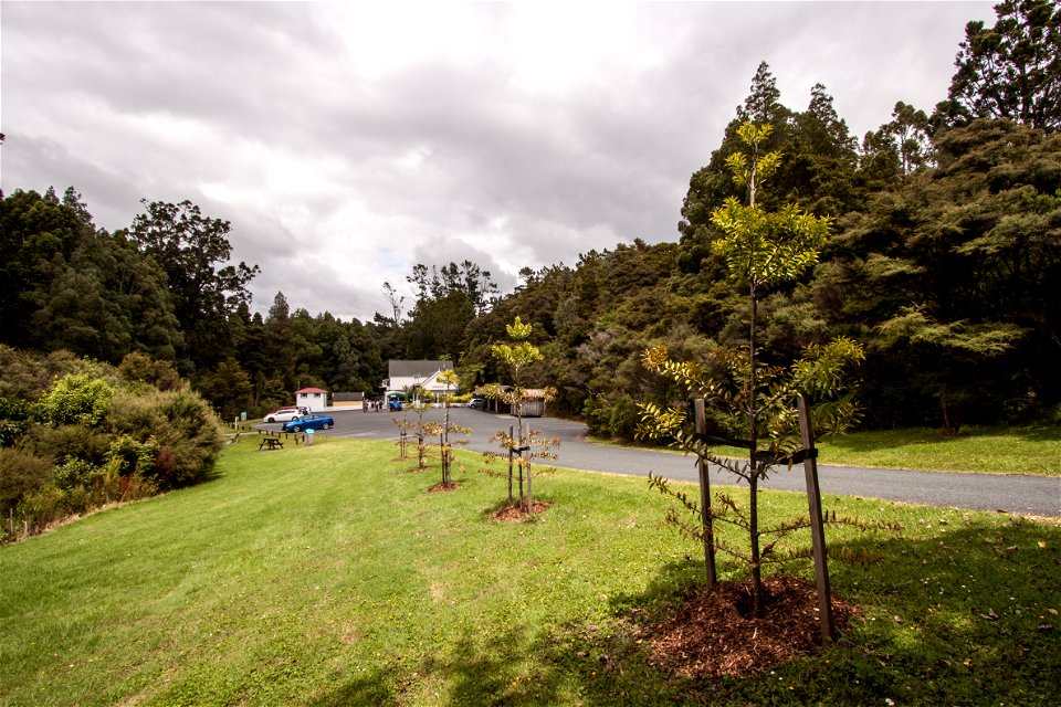 Entrance to the parking of the Parry Kauri Park and the Warkworth Museum with young kauri treeslabel QS:Len,"Entrance to the parking of the Parry Kauri Park and the Warkworth Museum with young kauri t