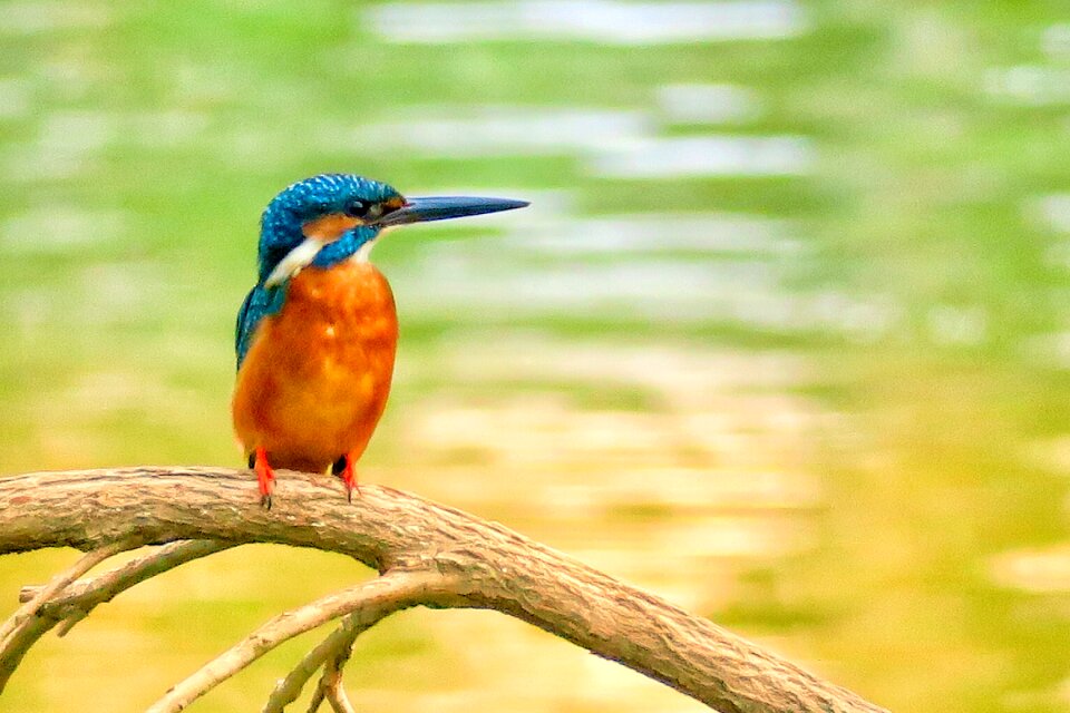 Wildlife animal color