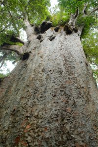View up the massive trunk of the 43 metres (141 ft) tall Yakas kauri, the 7th largest kauri tree; the tree is named after a gum-digger who discovered it and has a trunk volume of 134.2 cubic metr photo