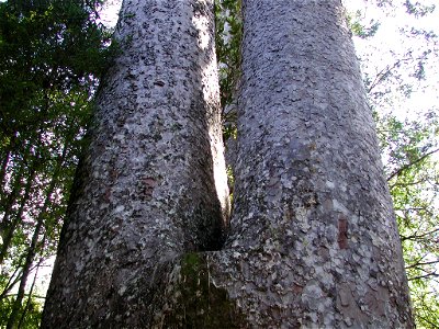 Siamese Kauri trunk near Waiau Kauri grove, Coromandel Peninsula; each trunk is about 1.5 m in diameter photo