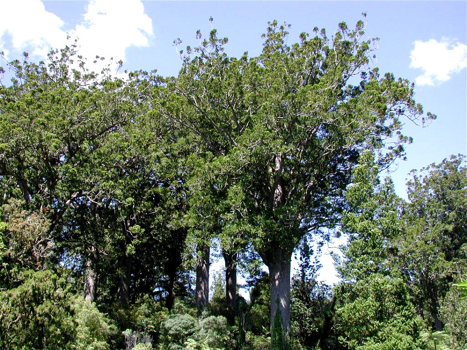 Mature kauri at Waiau Kauri grove photo