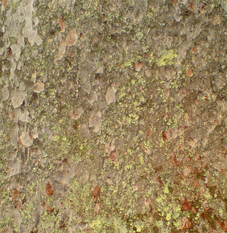 The McKinney Kauri, bark