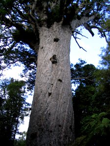 Tane Mahuta in the Waipoua Kauri Forest. It is the named after Tāne Mahuta, the Māori god of the forest. The tree is 50 metres high and about 2000 years old. photo