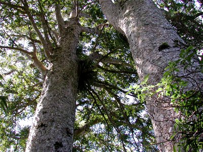 View up two trunks of mature kauri at Waiau Kauri grove