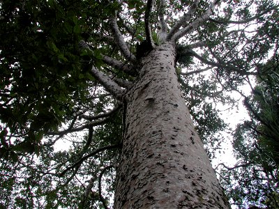 View up the trunk of a mature kauri in Waiomu Valley, Coromandel Peninsula; the trunk is about 1.5 m in diameter