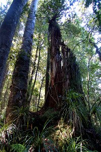 Waipoua Forest, dead kauri treelabel QS:Len,"Waipoua Forest, dead kauri tree" label QS:Lhu,"Waipoua-erdő, elpusztult kaurifa törzse" photo