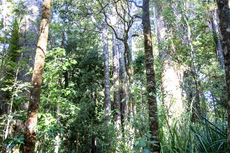Waipoua Forest, group of kauri trees-label QS:Len,"Waipoua Forest, group of kauri trees-" label QS:Lhu,"Waipoua-erdő, kaurifák csoportja" photo